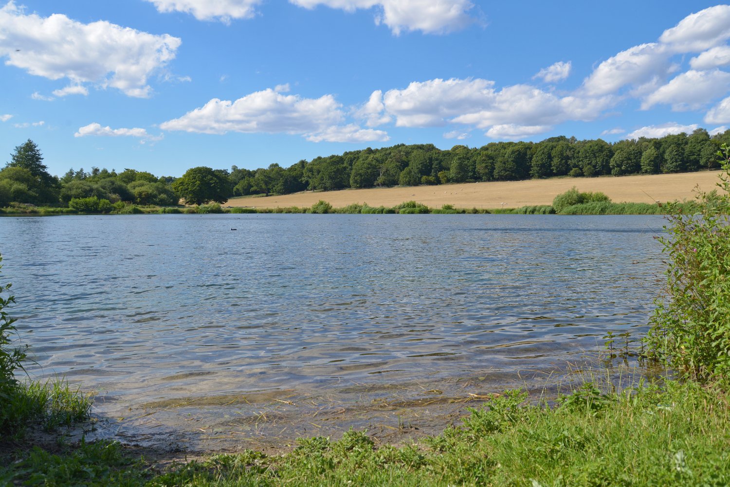 Photo of lake at Panshanger Park