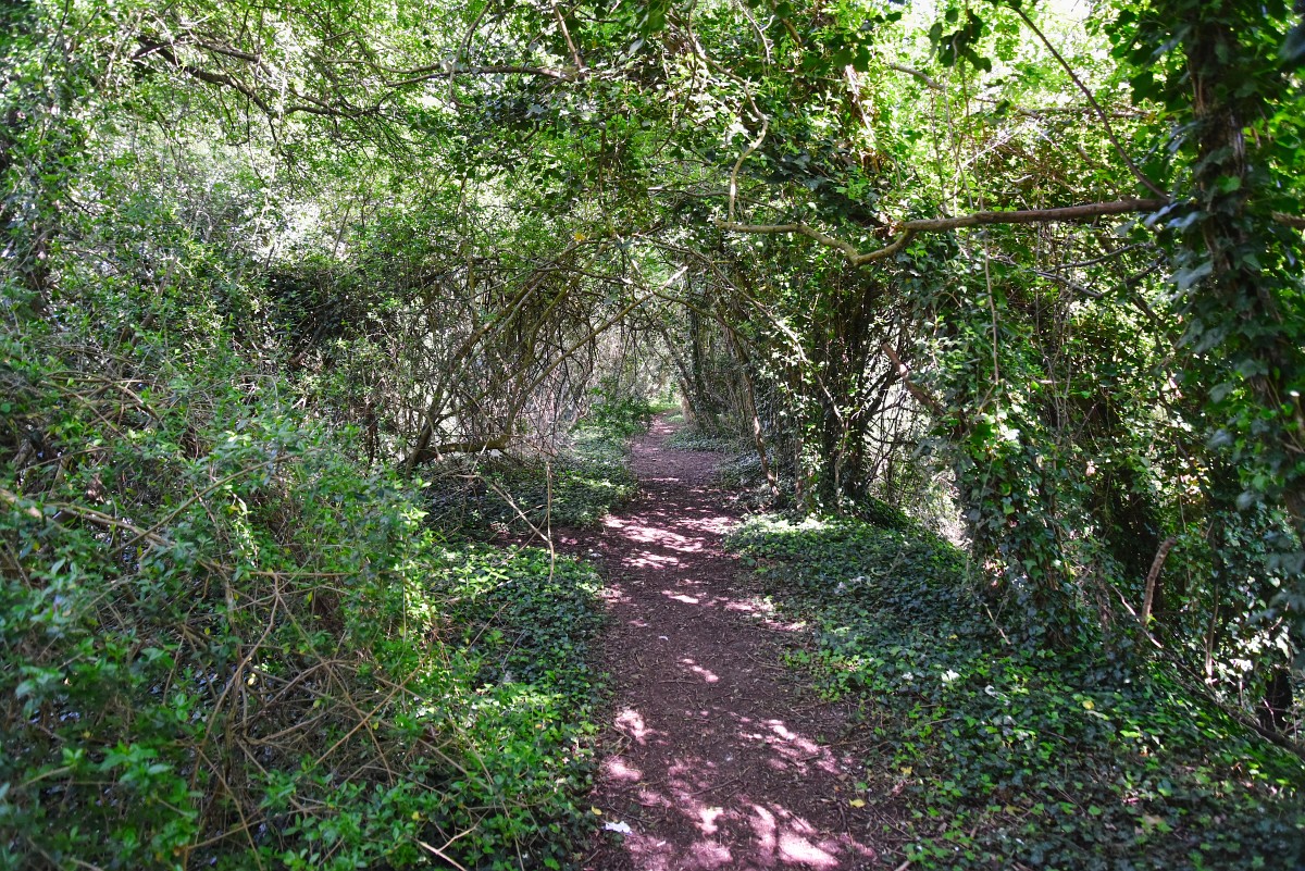 Photo taken on former railway embankment